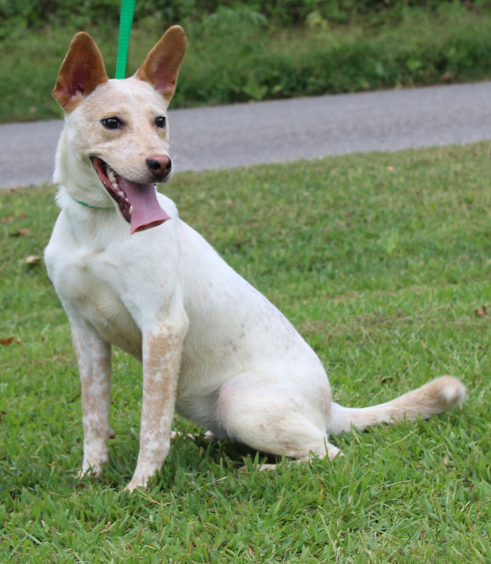adoptable Dog in Prattville, AL named Vixen 42016