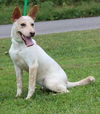 adoptable Dog in  named Vixen 42016