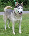 adoptable Dog in  named Princess 42081