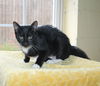 adoptable Cat in  named Sushi - 42046