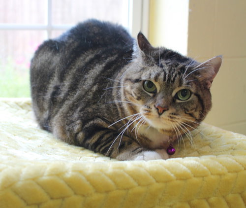 PUTSTER - 42072 - Domestic Short Hair / Tabby available for adoption