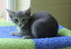 adoptable Cat in  named Harmony - 42138
