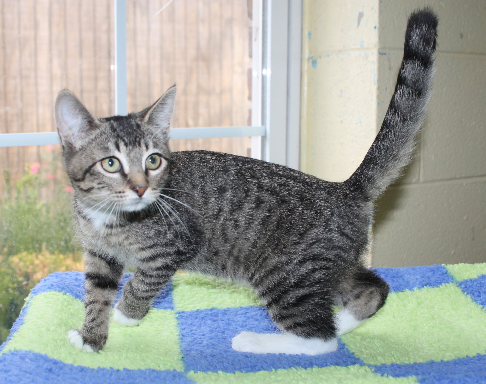 adoptable Cat in Prattville, AL named Hannah - 42141