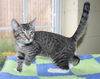 adoptable Cat in  named Hannah - 42141