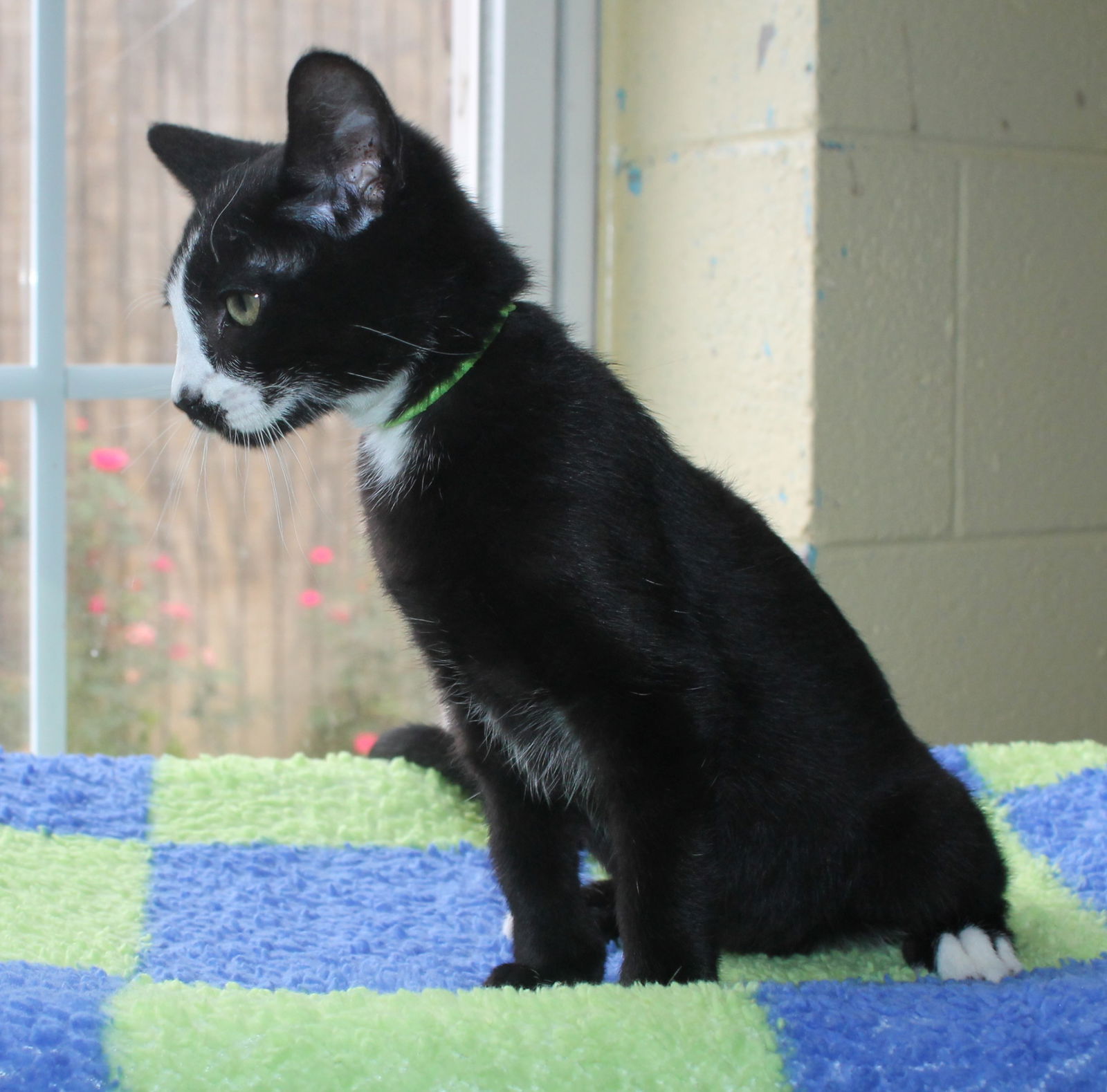 adoptable Cat in Prattville, AL named Trooper - 42143
