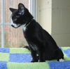 adoptable Cat in , AL named Trooper - 42143