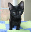 adoptable Cat in , AL named Zane - 42145