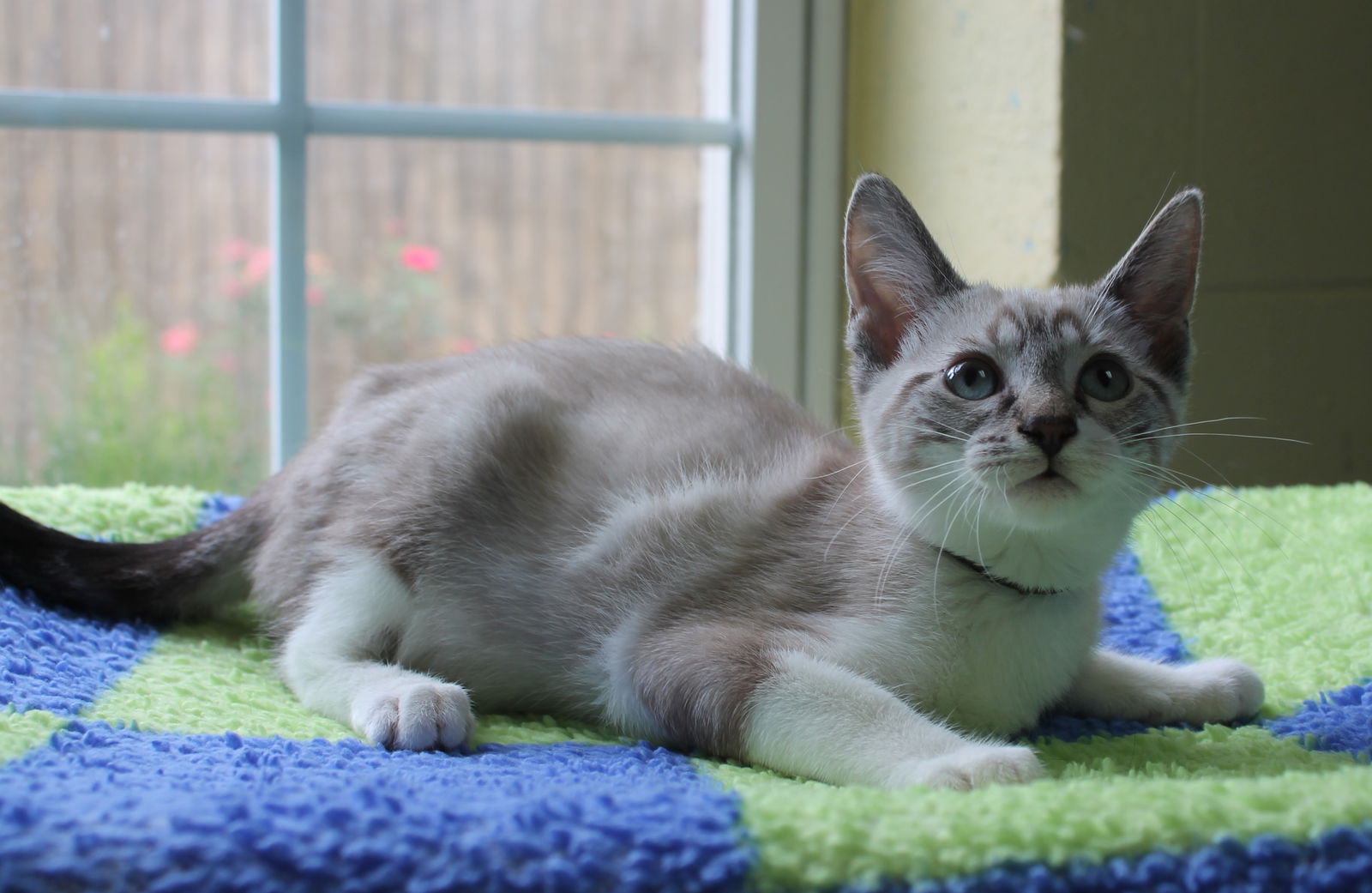 adoptable Cat in Prattville, AL named Xander - 42101