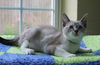 adoptable Cat in , AL named Xander - 42101