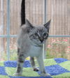 adoptable Cat in , AL named Trevor - 42148