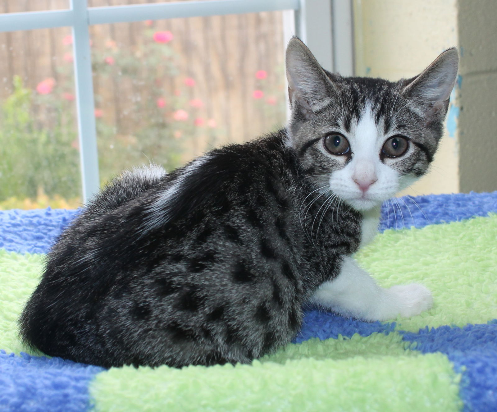 adoptable Cat in Prattville, AL named Silver - 42140