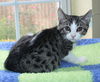 adoptable Cat in , AL named Silver - 42140