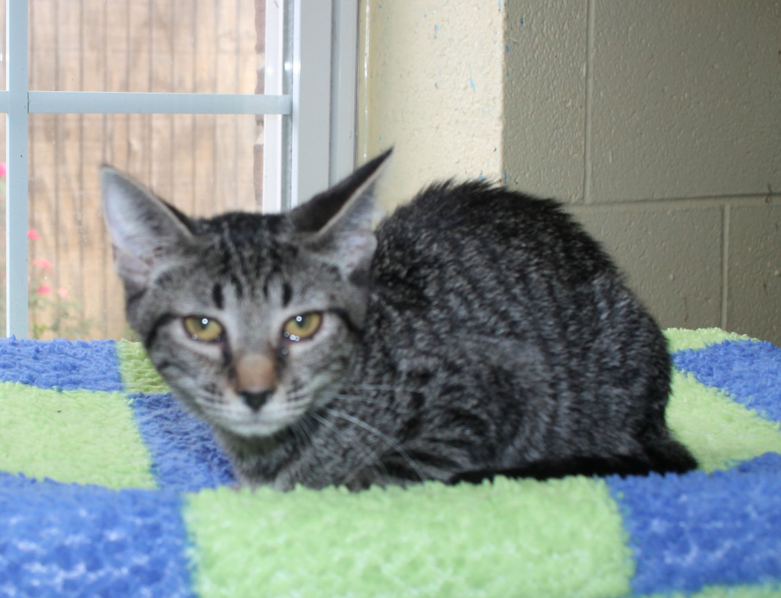 adoptable Cat in Prattville, AL named Hemi - 41604