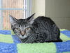 adoptable Cat in , AL named Hemi - 41604