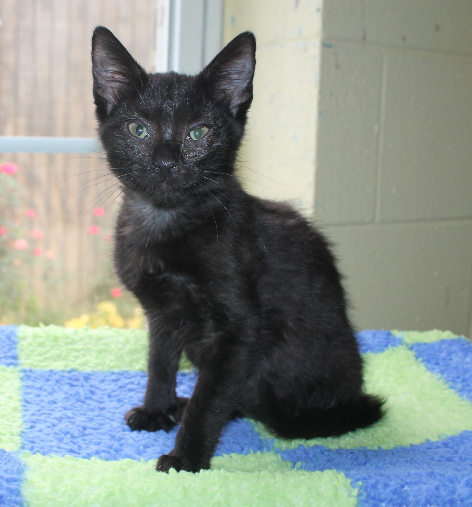 adoptable Cat in Prattville, AL named Scat Pack -41705