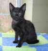 adoptable Cat in , AL named Scat Pack -41705
