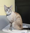 adoptable Cat in , AL named Kiwi - 41831