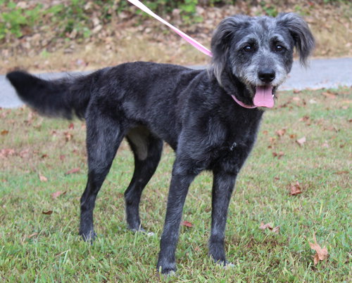 WHISKEY 42211 - Schnauzer / Bearded Collie available for adoption