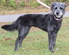 Whiskey 42211 - Photo 3