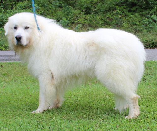 YETI 42184 - Great Pyrenees available for adoption