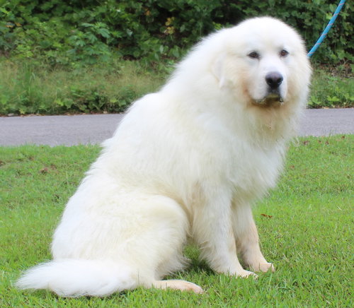 YETI 42184 - Great Pyrenees available for adoption