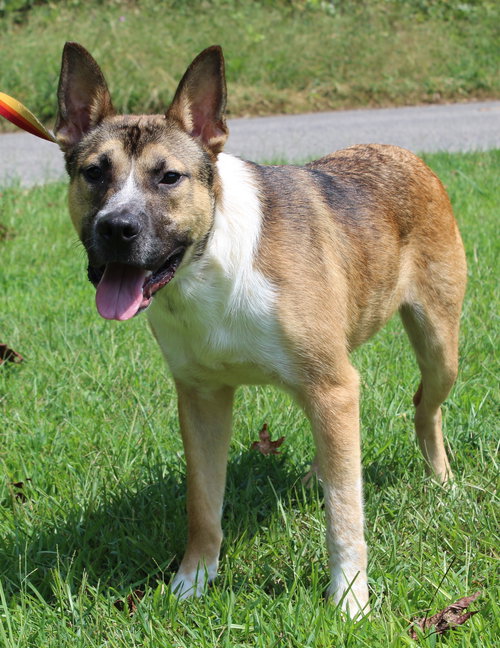 REESES 42286 - Shepherd / Labrador Retriever available for adoption