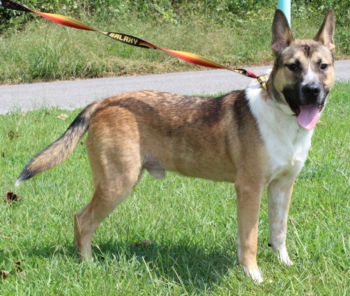 REESES 42286 - Shepherd / Labrador Retriever available for adoption