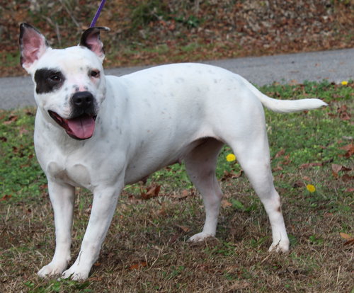 JORDAN 41996 - American Bulldog available for adoption