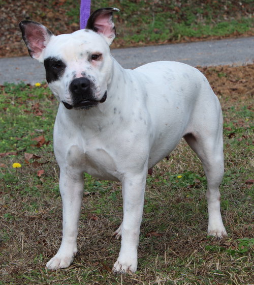 JORDAN 41996 - American Bulldog available for adoption