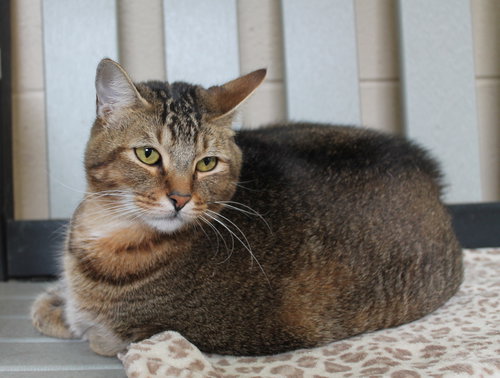 SASUKE - 42478 - Domestic Short Hair / Tabby available for adoption