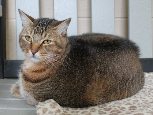SASUKE - 42478 - Domestic Short Hair / Tabby available for adoption