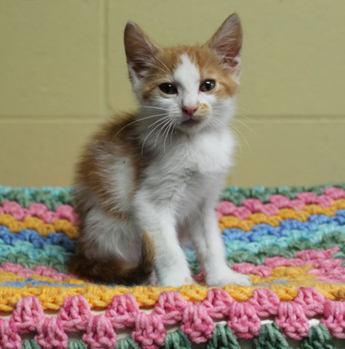 PAC MAN - 42550 - Domestic Medium Hair / Tabby available for adoption