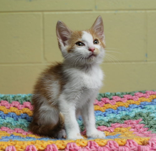 PAC MAN - 42550 - Domestic Medium Hair / Tabby available for adoption