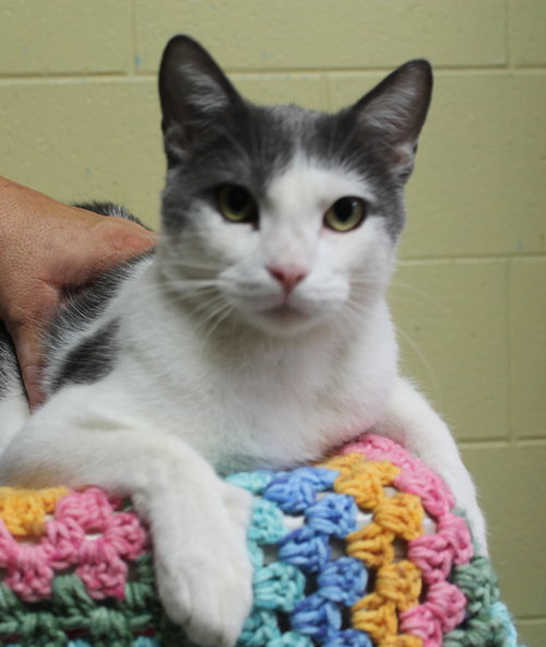 BISCUIT - 42510 - Domestic Short Hair available for adoption