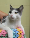 Biscuit - 42510 - Photo 2