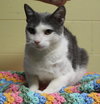 Biscuit - 42510 - Photo 3