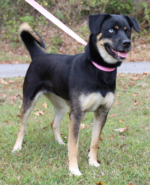 JOURNEY 42669 - Husky available for adoption