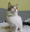 Winsey - 42665 - Photo 3