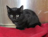 Baxter - 42749 - Photo 1
