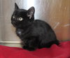 Baxter - 42749 - Photo 2
