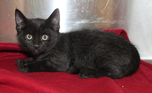 FINLEY - 42738 - Domestic Short Hair available for adoption