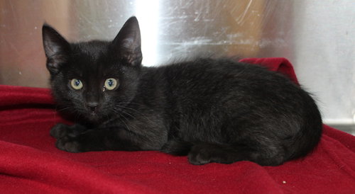 FINLEY - 42738 - Domestic Short Hair available for adoption