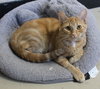 Penny - 42261 - Photo 1