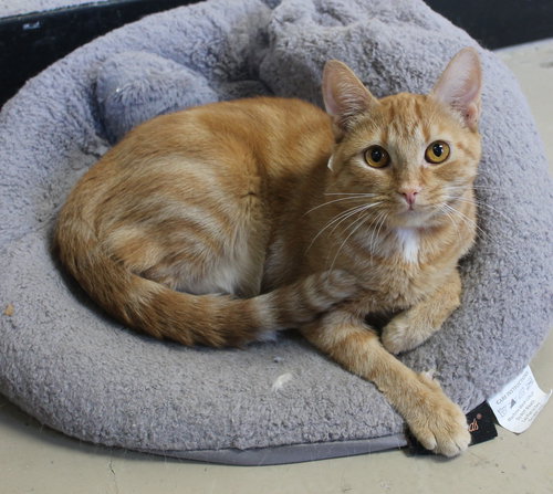 PENNY - 42261 - Domestic Short Hair / Tabby available for adoption
