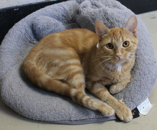 PENNY - 42261 - Domestic Short Hair / Tabby available for adoption