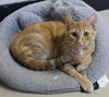 Penny - 42261 - Photo 3