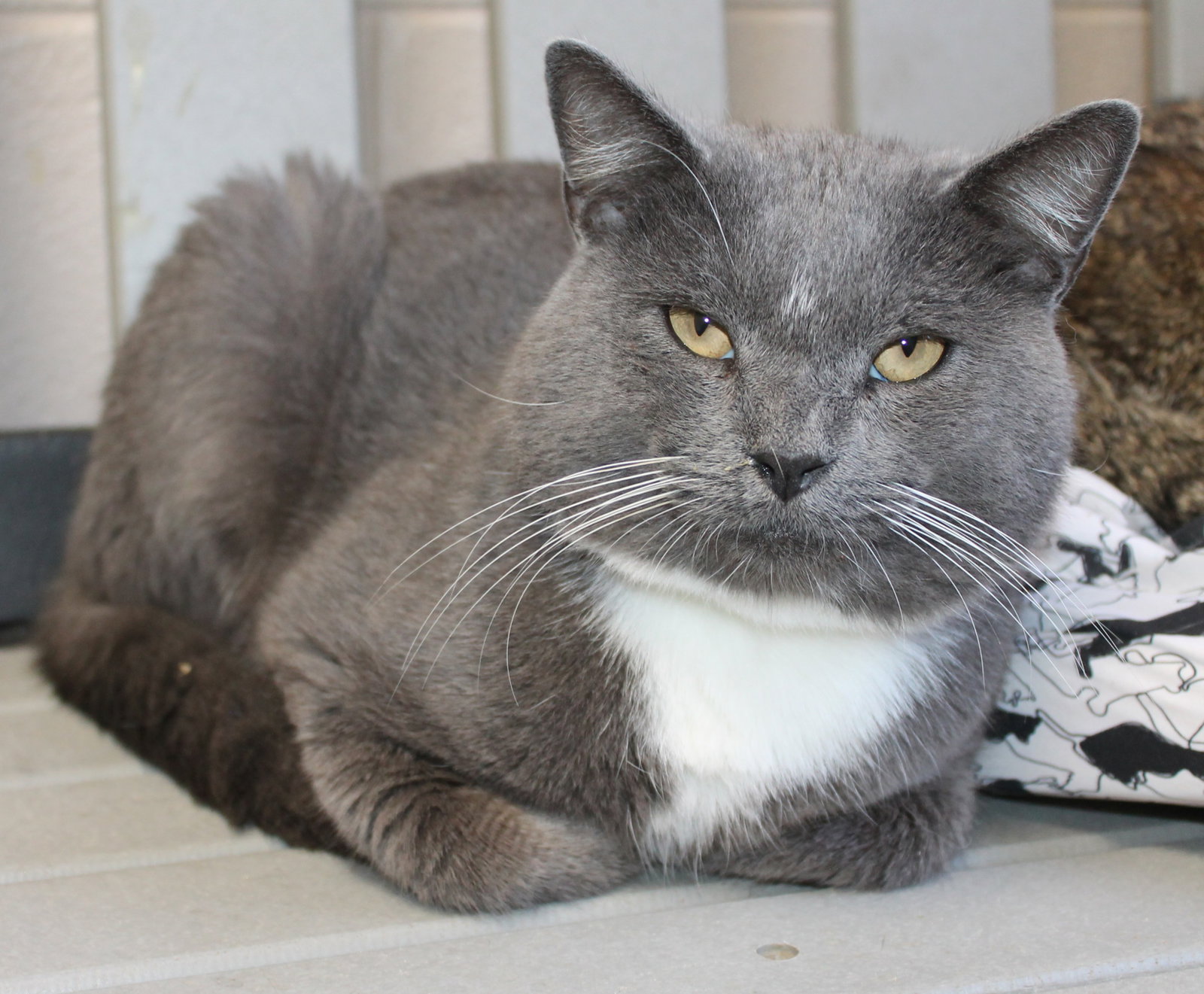 Diesel - 42634 Image