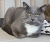 Diesel - 42634 - Photo 1