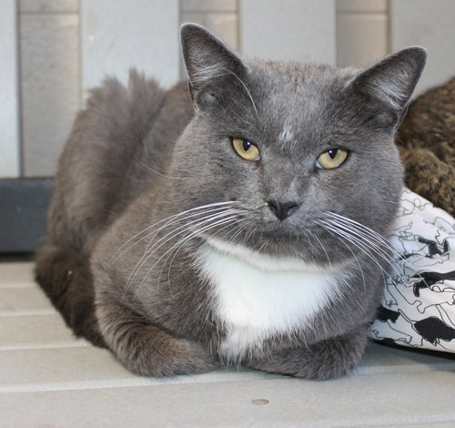 DIESEL - 42634 - Domestic Short Hair available for adoption
