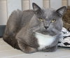 Diesel - 42634 - Photo 3